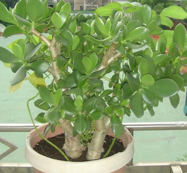  『枝繁叶茂』养玉树的一个小窍门，长得枝繁叶茂又开花，一盆能养好多棵