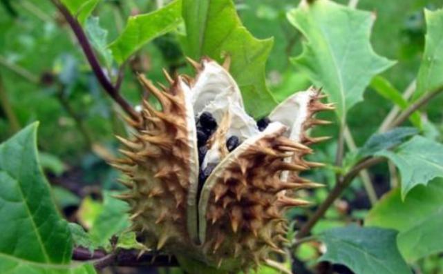 农村这种野草名叫“曼陀罗”农民看到就绕路走，现如今十分罕见