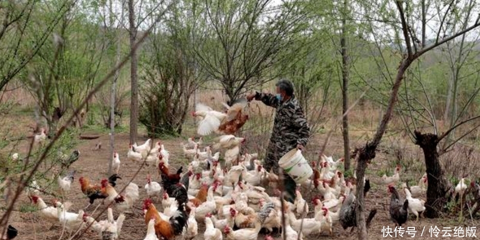  #儿子#农村留守老人养鸡“秘籍”，比打工的儿子还赚得多