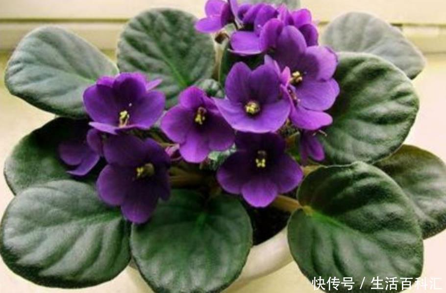  春天■春天就养“4种花”，四季开花，花色多，一盆能养一辈子！