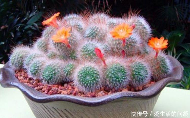  植物|4种花养家里，叶片终年都是绿色的，造型非常好看