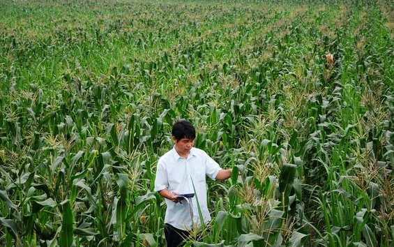  [玉米]老农乐了，玉米地里套种模式，提高玉米产量，比单一种植