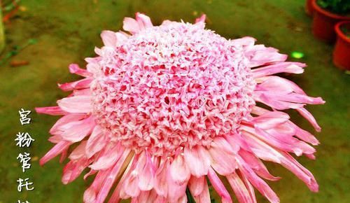  珍奇：喜欢菊花，就养盆“珍奇名菊”，似粉龙戏珠，粉嫩妖娆，艳丽多姿