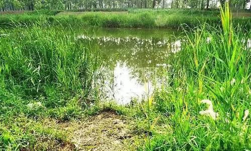  『细聊』野钓没草就没鱼，有草必有鱼，细聊草中怎么钓鱼