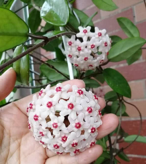  『绿萝』此盆栽花好养如绿萝，花期超长“颜值”高，芳香飘满屋，值得入手！