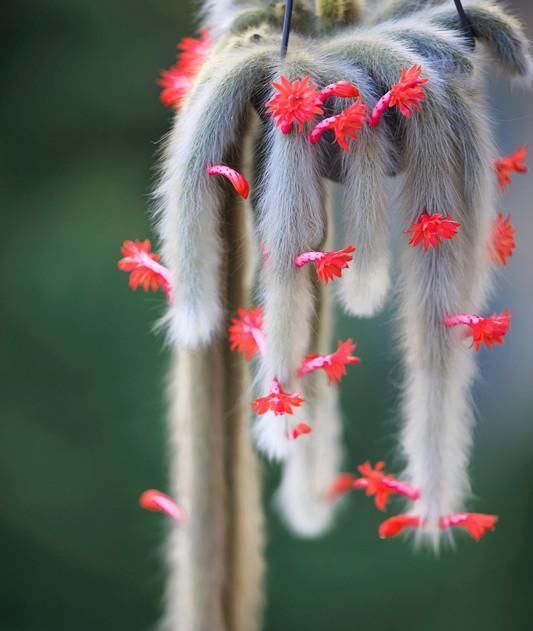  『盆栽』奇特植物—猴尾柱，植株似猴尾，会开花，养护简单，还是盆栽佳品