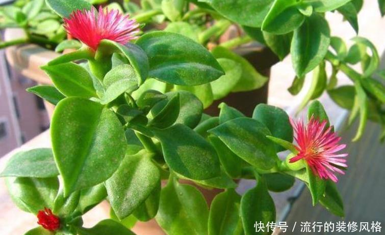  「植物」夏天就养4种植物，随便养一种，赏花赏一年，你养了吗？