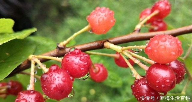  [果实]人称“山里红”，果实很珍贵，70元一斤，家乡见过吗？