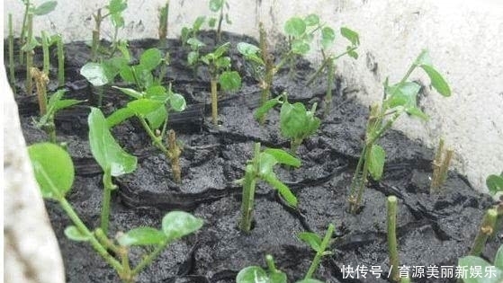 扦插|5种花,适合6月份扦插,精心养护下,7月长满盆