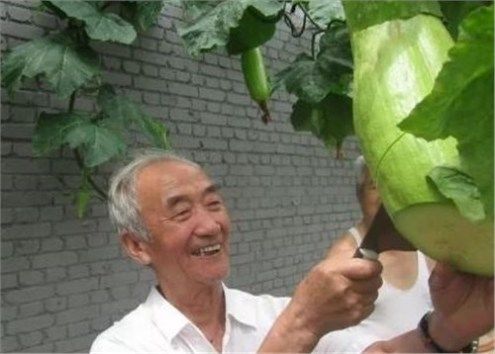 农村一怪瓜，种一颗吃三年，人称“壁虎尾巴”，很多人都没见过！