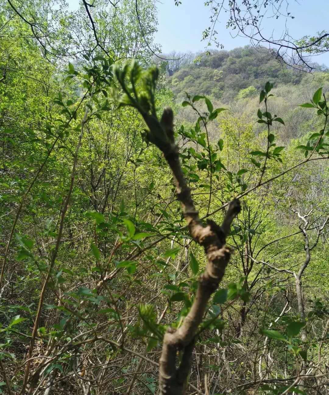  野生龙牙楤|有些人把龙牙楤木认为就是香椿苗，其实它们及其相似，但不一样