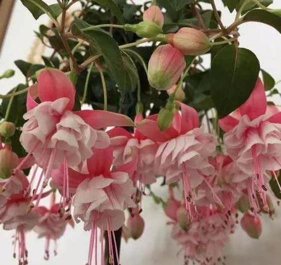  #漂亮#这4种花，一开花就停不下来，漂亮好养，是盆栽佳品！