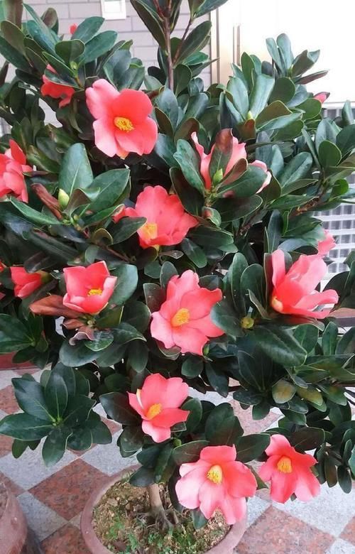  [拥有]植物界中的大熊猫，花型硕大，花色艳红无比，四季开花，难得拥有