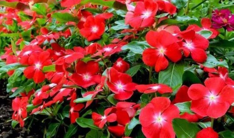  春天：春天来了,好活易爆盆,花姿妖娆,花开美轮美奂,摆哪里都是花园