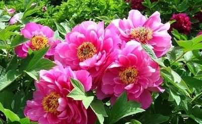  「卉喜欢」要想让我们喜欢的花卉“枝繁花茂”，就要掌握养护技巧，花卉美艳