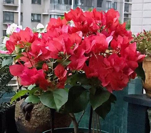  「三角梅」夏天养花选这款，越晒开花越美，整个夏天花开不断，开爆满盆！