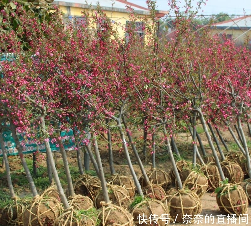  「招财」院子里不要乱种树，这6种树不仅能添福旺宅，还能招财纳福