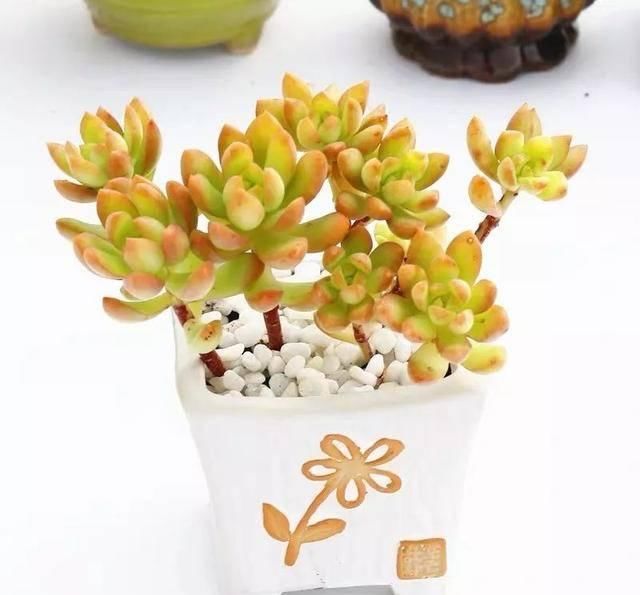  「属多肉植物」推荐八种高颜值多肉，好看又好养