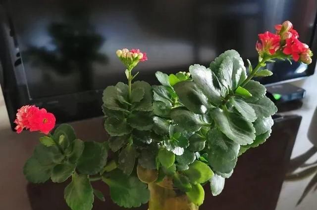  『以水培』春天就养的“5种花”,好养又漂亮,沾土就活,给点水就开花不断!