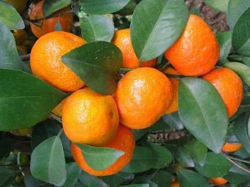  上市@离上市还有几天，收购价高达5元一斤，网友：好吃！