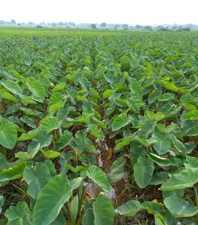  「模式」种植芋头，可以参考这几种施肥模式来施肥