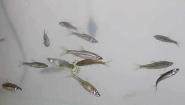  #记仇#它是河中“最记仇”的鱼，曾经不被渔民待见，如今想钓也