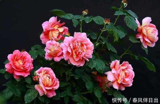 『龙沙宝石』这“7”种大型藤本月季,一年开次开花,家里有院子的有福了
