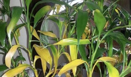  【此种】富贵竹、吊兰黄叶枯萎？此种水每个月“喷1次”，叶片变油亮！