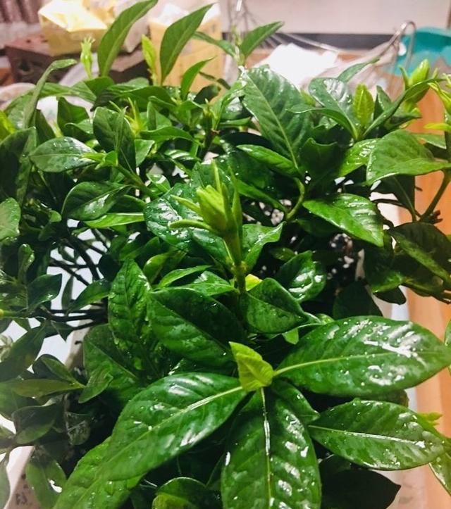  [技巧]栀子花怎么扦插？技巧在于这1步，20天长根，当年能开花