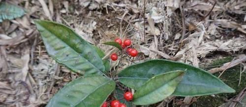  『盆栽』这种植物，可入药可盆栽，农民见到就拔，价值珍贵，见到要重视！