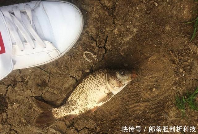 钓友@无论新手还是老手,钓鱼时都会遇到这些事,让人头疼不已