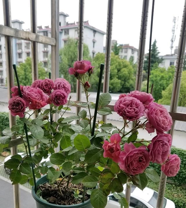  「低矮」阳台养花选这款，植株低矮，种植容易，开花一整年，好看又好养