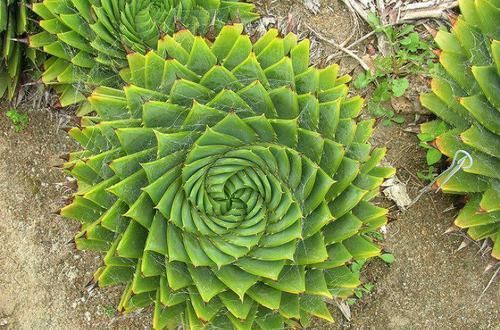  [种多肉植物]1种珍贵“多肉”，养1盆成奢侈，价值高过观音莲10倍