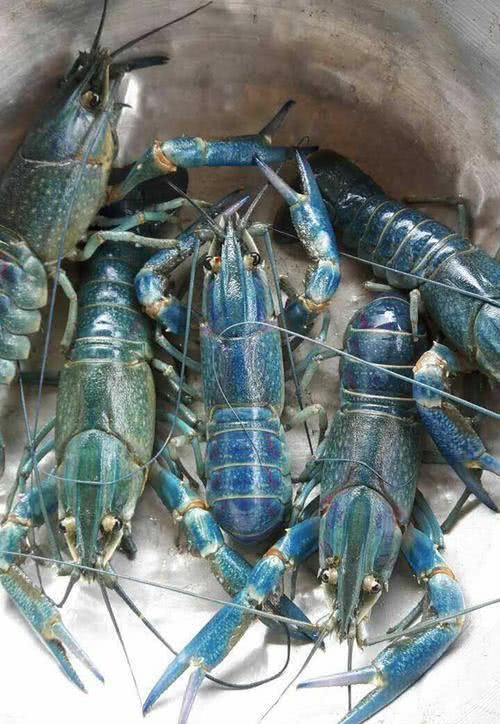  小龙虾@中国引进“淡水蓝虾”，一只可重达600克，或将代替小龙