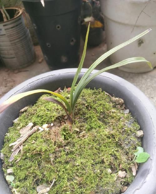  『盆土』怀疑人生了，养护一年的兰花总是僵苗不见长，脱盆以后发现小秘密