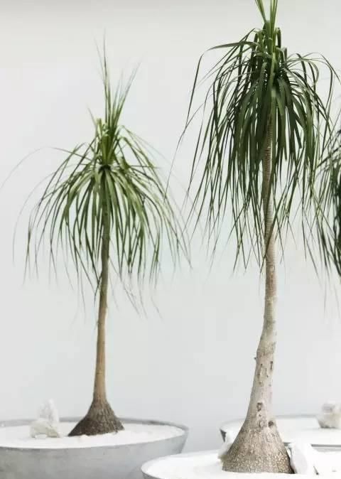  『植物』远离植物杀手，你需要这12种植物