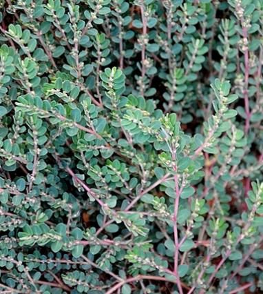 农村独有的一种野草，被人们誉为“血见愁”，你认识吗？