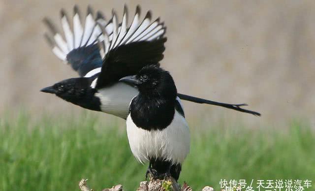  「家中」农村俗语“宅子有三喜，家中才人出”，“三喜”指的是