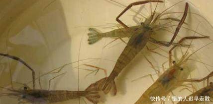 找准农业项目太难了，要想赚钱，这三个特种养殖项目值得考虑！