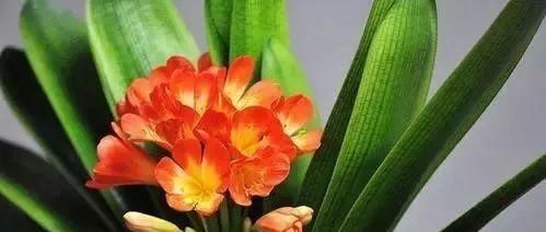  [叶绿]张大爷养花有秘诀，家里的君子兰根壮叶绿，蹭蹭长花箭！