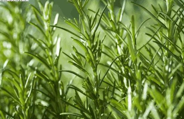 毛孔粗成坑到处都是洞,每天睡前坚持1件事,紧缩毛孔又小又细