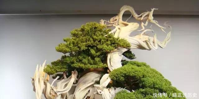  #值钱#这3种盆景可以养成传家宝，再穷也要养，越老越值钱！