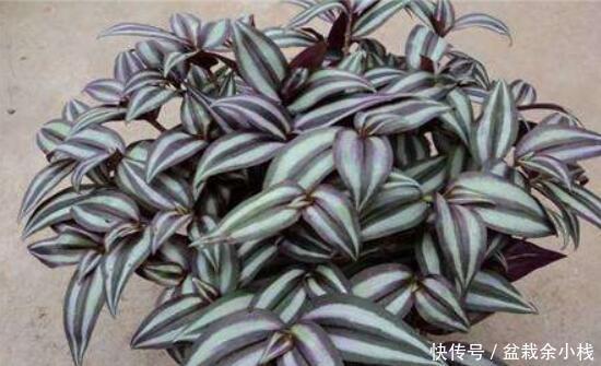 盆栽@“4种盆栽花”,繁殖快,易爆盆,阳台美成小花园!