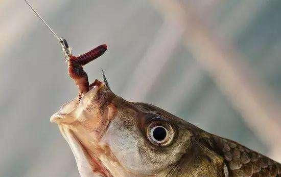  「打窝」用蚯蚓钓鱼如何才能让鱼尽快上钩？