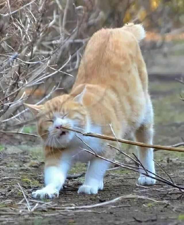  『猫咪』萌宠：多手多脚铲屎官，害得猫咪把船翻！