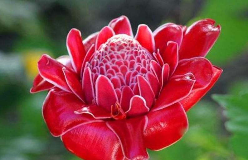 [绿萝]“4种花”好养又漂亮，比玫瑰美，比绿萝好养，花开不断怒放全年