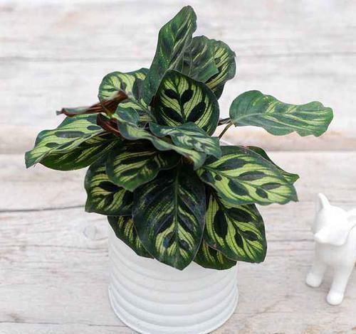  #看起来#“竹芋系”植物，家里养1盆，叶纹色彩斑斓，叶子和花一样漂亮