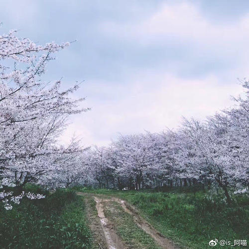 在贵州私藏的人间仙境里，做一场6000亩的樱花梦