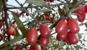  羊奶果|农村娃经常吃的这种野果，如今已经涨到30块一斤，种植它错不了