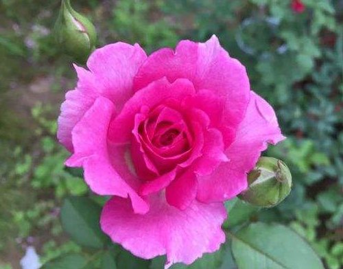 牡丹:养月季,不如养“天方夜谭”,开花媲美牡丹,花香飘溢满屋,秀美
